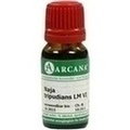 NAJA TRIPUDIANS LM 6 Dilution