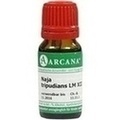 NAJA TRIPUDIANS LM 12 Dilution