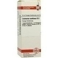 LEONURUS CARDIACA D 2 Dilution