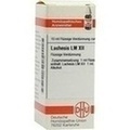 LACHESIS LM XII Dilution