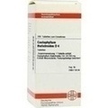 CAULOPHYLLUM THALICTROIDES D 4 Tabletten