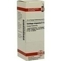 SOLIDAGO VIRGAUREA D 12 Dilution