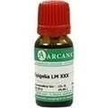 SPIGELIA LM 30 Dilution