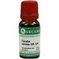 CICUTA VIROSA LM 18 Dilution