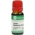 LILIUM TIGRINUM LM 18 Dilution