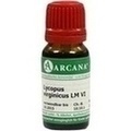 LYCOPUS VIRGINICUS LM 6 Dilution