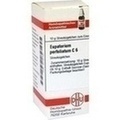EUPATORIUM PERFOLIATUM C 6 Globuli
