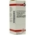 PLANTAGO MAJOR D 6 Dilution