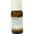 CICHORIUM PLUMBO cultum D 3 Dilution