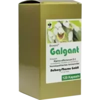 Galgant