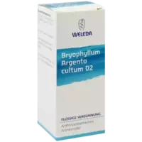 BRYOPHYLLUM ARG CUL D 2