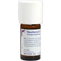 VAUCHERIA D 3
