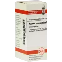 ARUNDO MAURITANICA C30