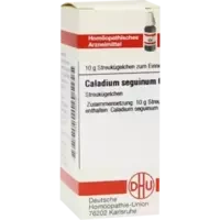 CALADIUM SEGUIN C 6
