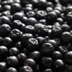 Abbildung klein von Rausch Aronia Anti-grau Shampoo