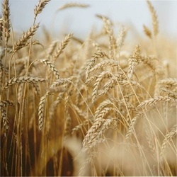 Abbildung klein von Rausch Weizenkeim Nähr-Shampoo