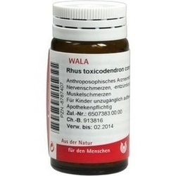Abbildung klein von Rhus Toxicodendron Comp