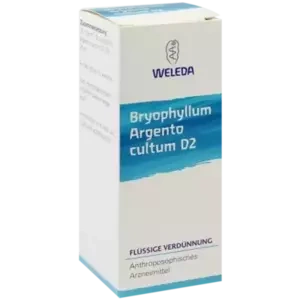 BRYOPHYLLUM ARG CUL D 2